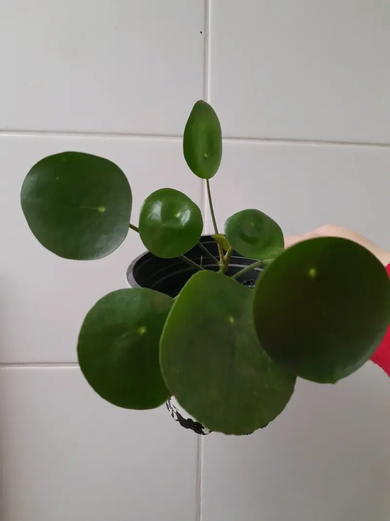 Planta Pilea Peperomioides en maceta - 2