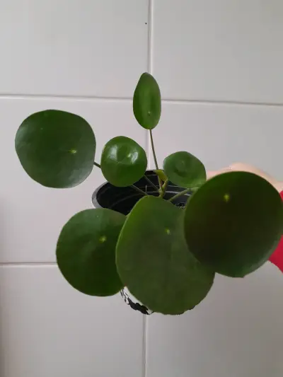 Planta Pilea Peperomioides en maceta - miniatura 2