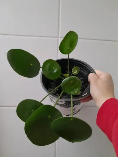 Planta Pilea Peperomioides en maceta - miniatura 3