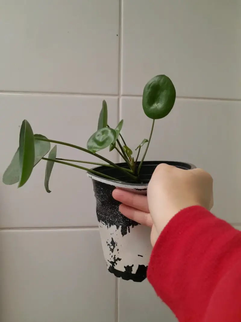 Planta Pilea Peperomioides en maceta - 4