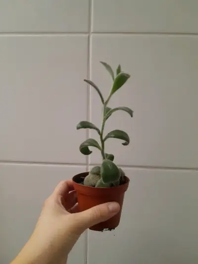 Planta suculenta en maceta pequeña - miniatura 1