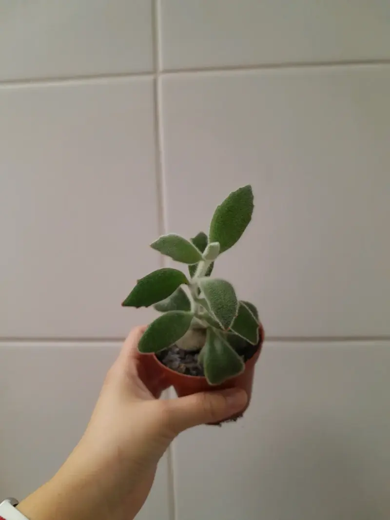 Planta suculenta en maceta pequeña - 2