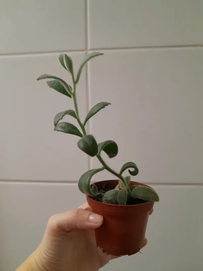 Planta suculenta en maceta pequeña - 3