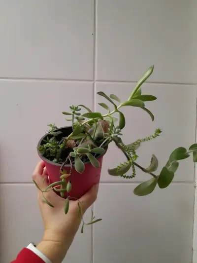 Macetero con suculentas en maceta decorativa - miniatura 2