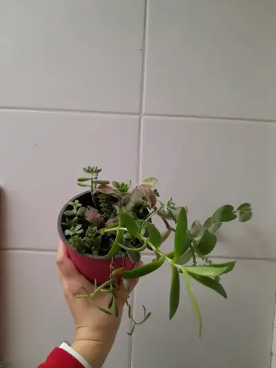 Macetero con suculentas en maceta decorativa - miniatura 3