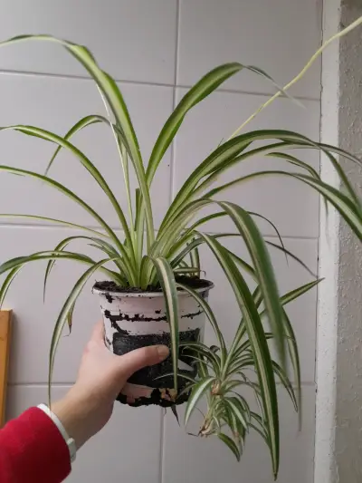 Planta cinta en maceta - miniatura 1
