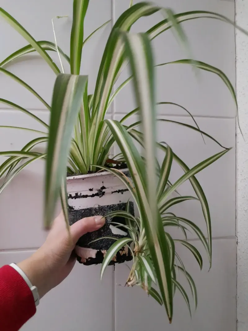 Planta cinta en maceta - 2