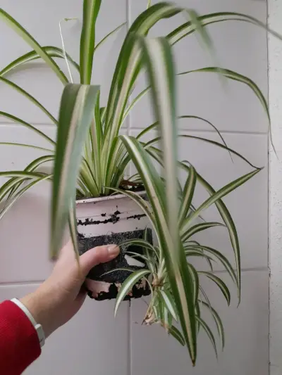 Planta cinta en maceta - miniatura 2