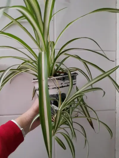 Planta cinta en maceta - miniatura 3