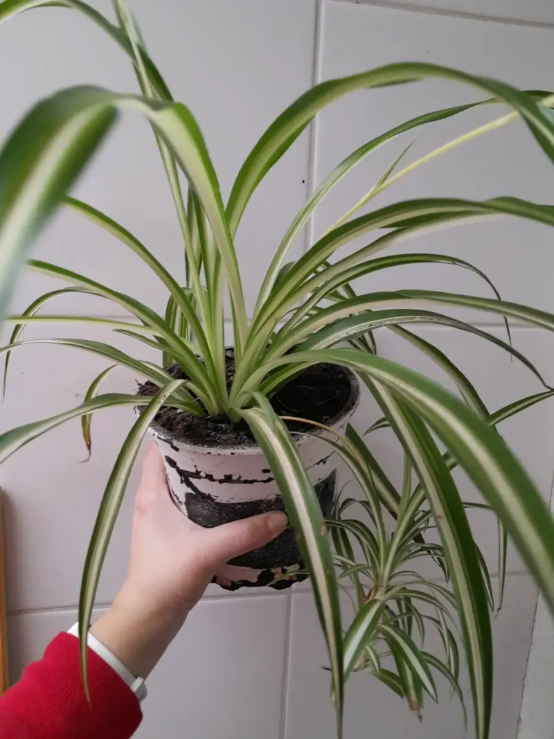 Planta cinta en maceta - 4