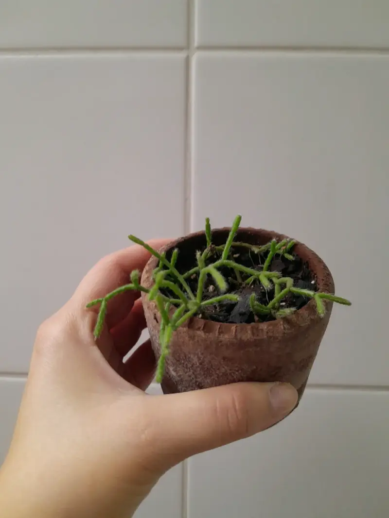 Pequeña planta suculenta en maceta - 1