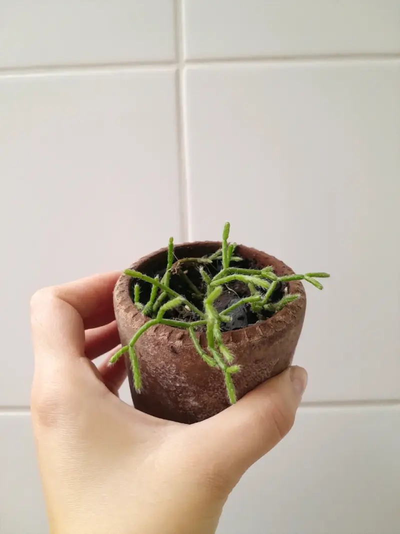 Pequeña planta suculenta en maceta - 2