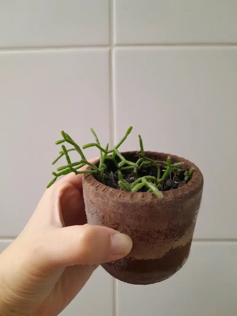 Pequeña planta suculenta en maceta - 3