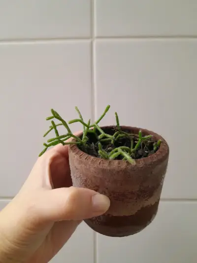 Pequeña planta suculenta en maceta - miniatura 3