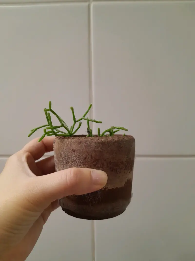 Pequeña planta suculenta en maceta - 4