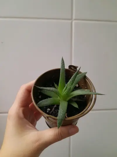 Pequeña planta suculenta en maceta de lata - miniatura 1