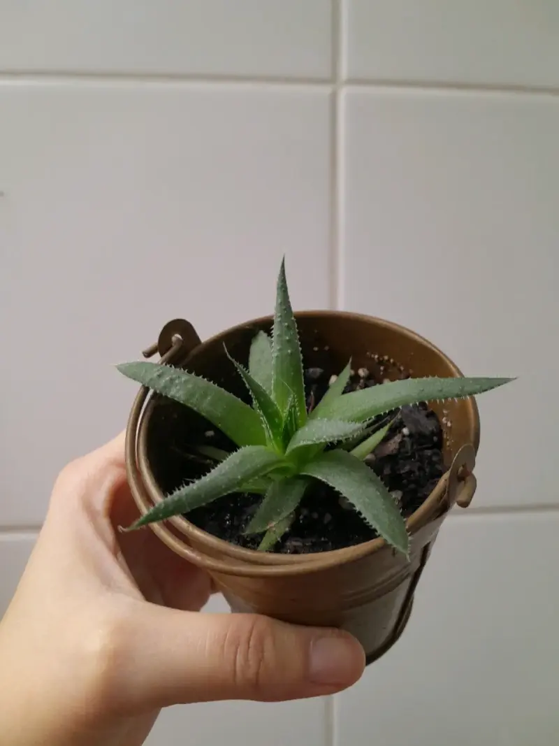 Pequeña planta suculenta en maceta de lata - 2