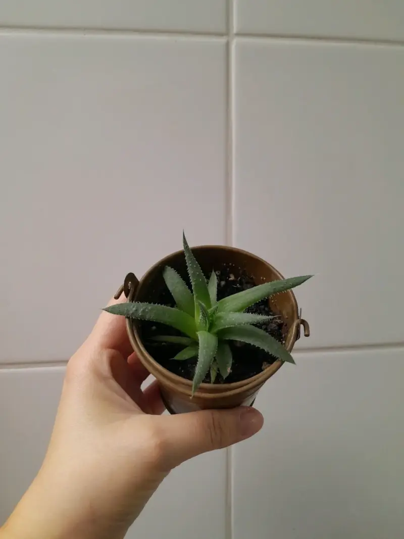 Pequeña planta suculenta en maceta de lata - 3