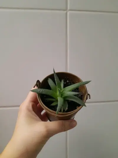 Pequeña planta suculenta en maceta de lata - miniatura 3