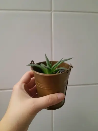 Pequeña planta suculenta en maceta de lata - miniatura 4