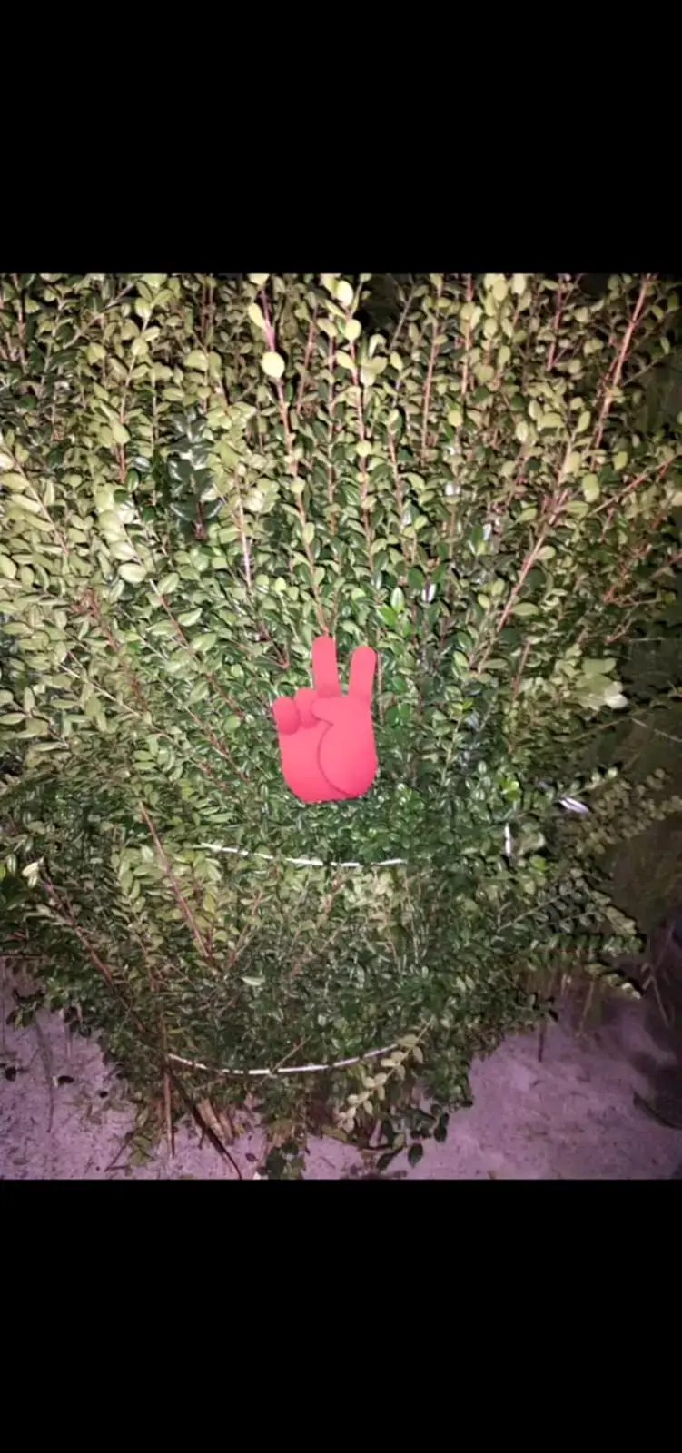 Verdes para arreglos florales y de cementerios ! - 1