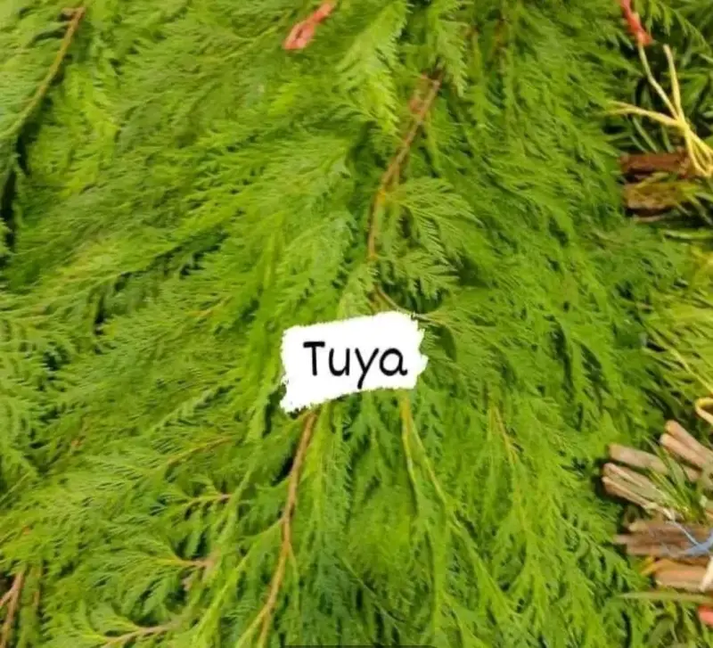 Verdes para arreglos florales y de cementerios ! - 2