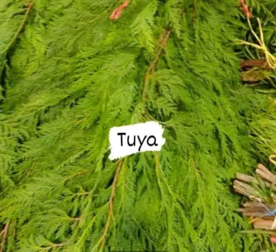 Verdes para arreglos florales y de cementerios ! - miniatura 2