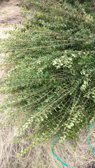Verdes para arreglos florales y de cementerios ! - miniatura 3