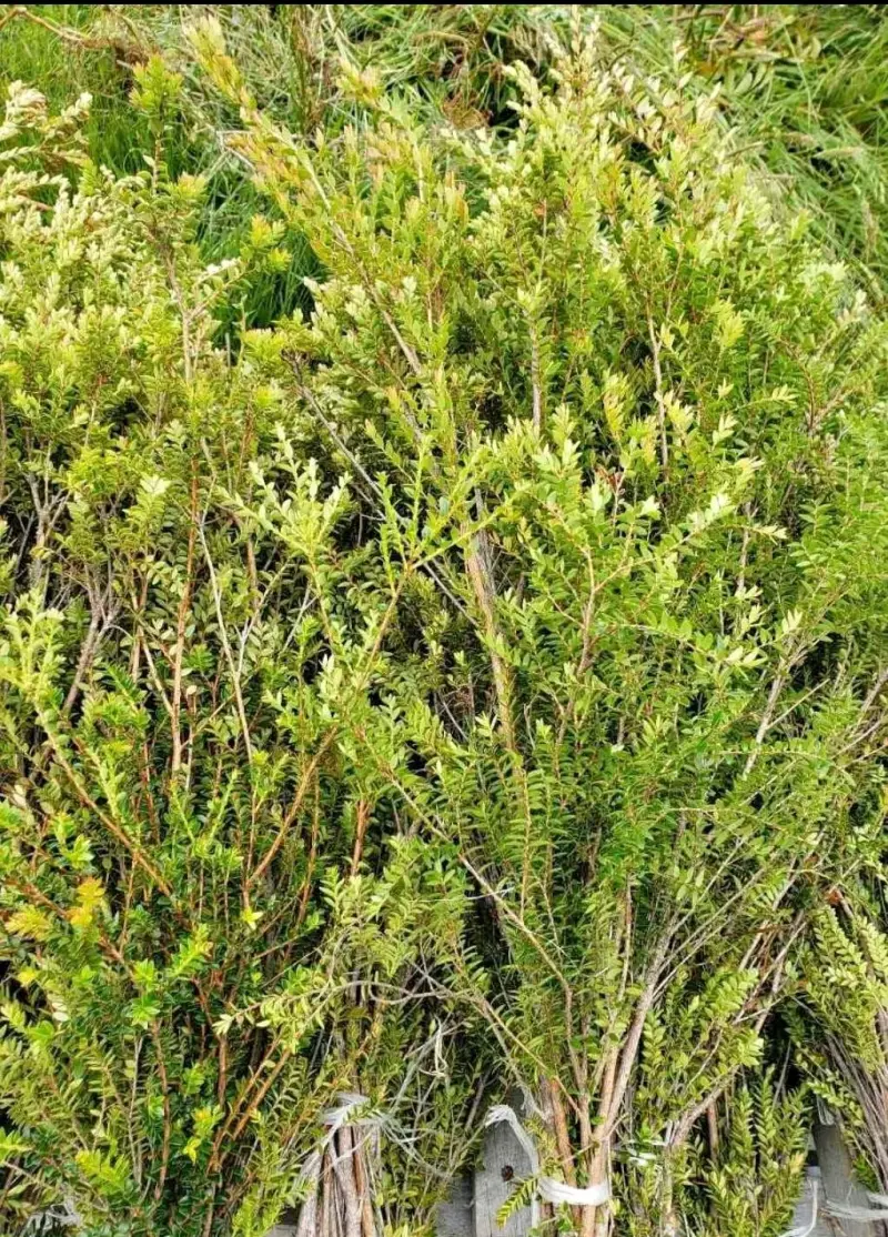 Verdes para arreglos florales y de cementerios ! - 4