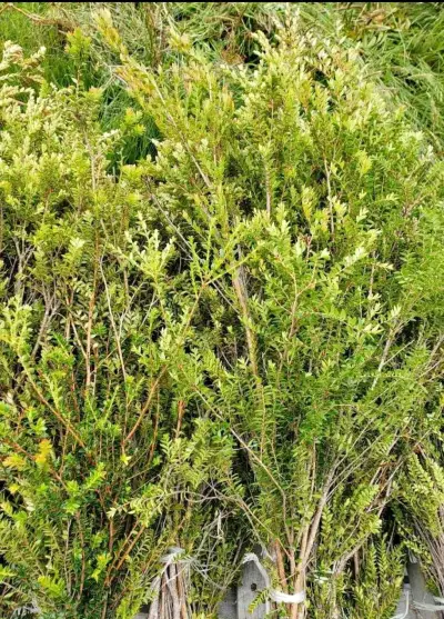 Verdes para arreglos florales y de cementerios ! - miniatura 4