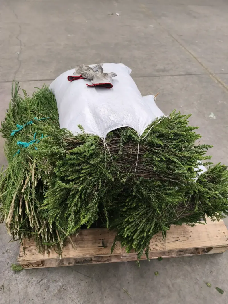 Verdes para arreglos florales y de cementerios ! - 5