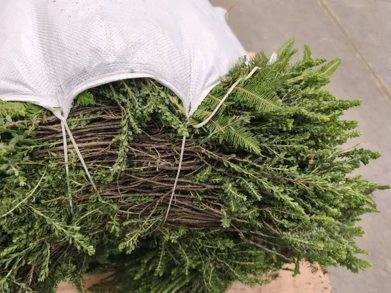 Verdes para arreglos florales y de cementerios ! - 6