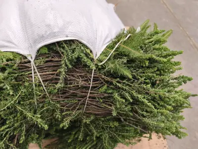Verdes para arreglos florales y de cementerios ! - miniatura 6