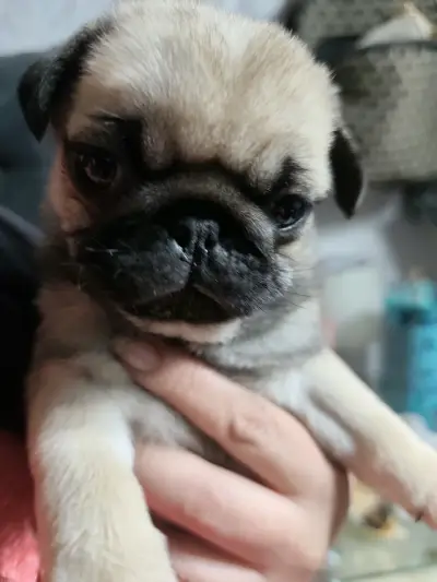 Bb pug 50 días listos para entrega - miniatura 1