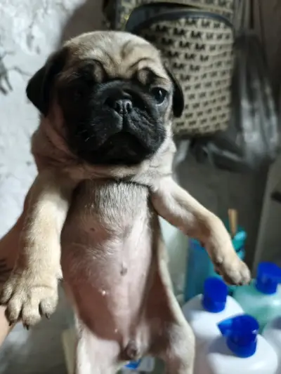 Bb pug 50 días listos para entrega - miniatura 2
