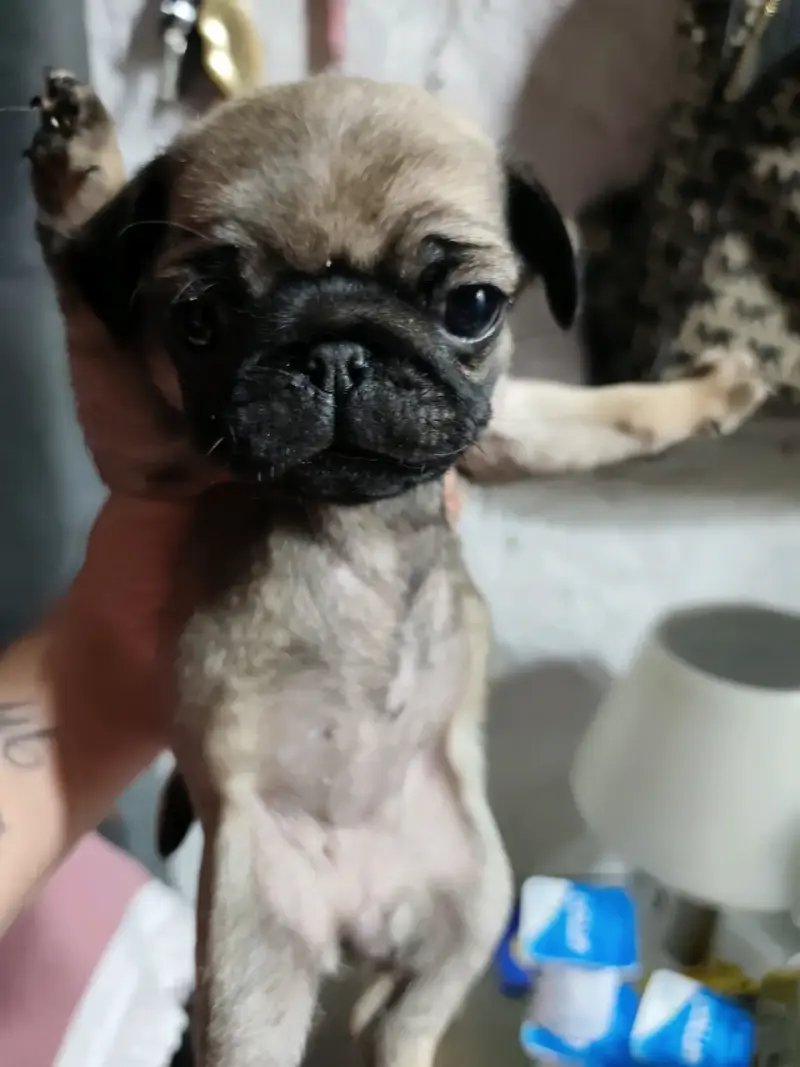 Bb pug 50 días listos para entrega - 3