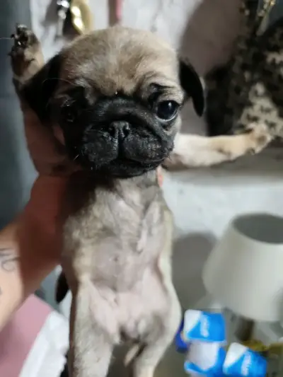 Bb pug 50 días listos para entrega - miniatura 3