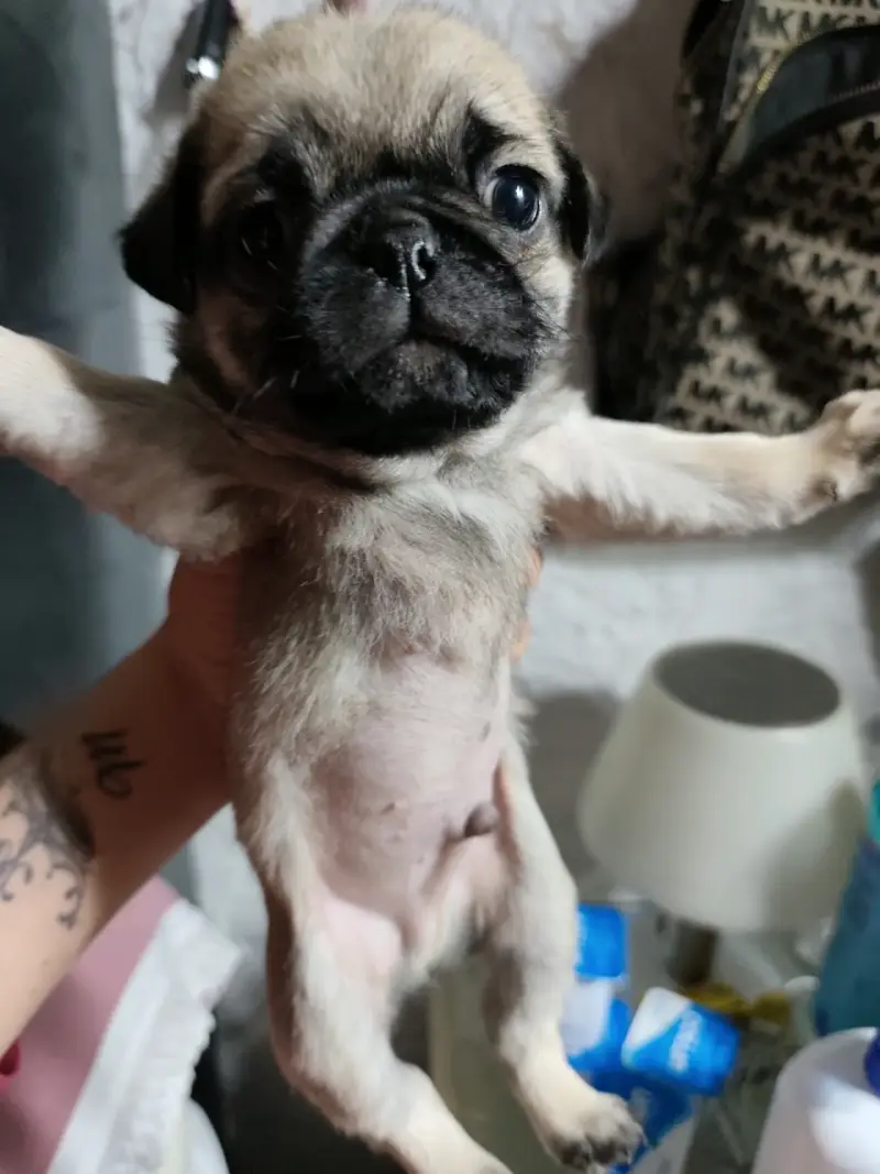 Bb pug 50 días listos para entrega - 4