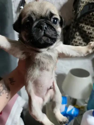 Bb pug 50 días listos para entrega - miniatura 4