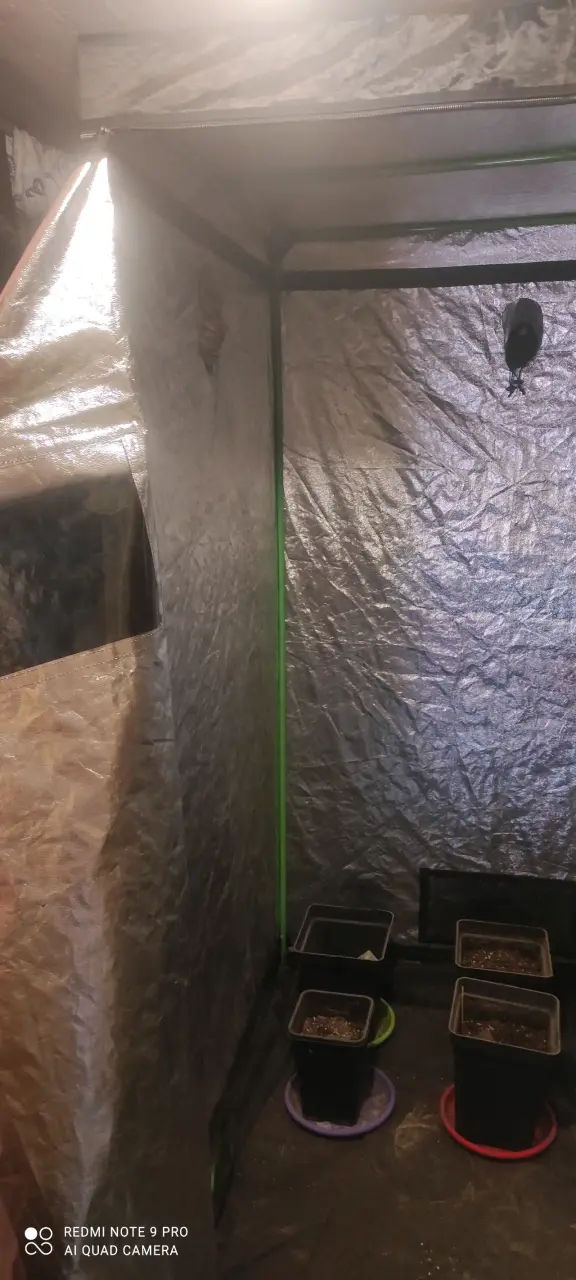 Indoor cultivo - 5