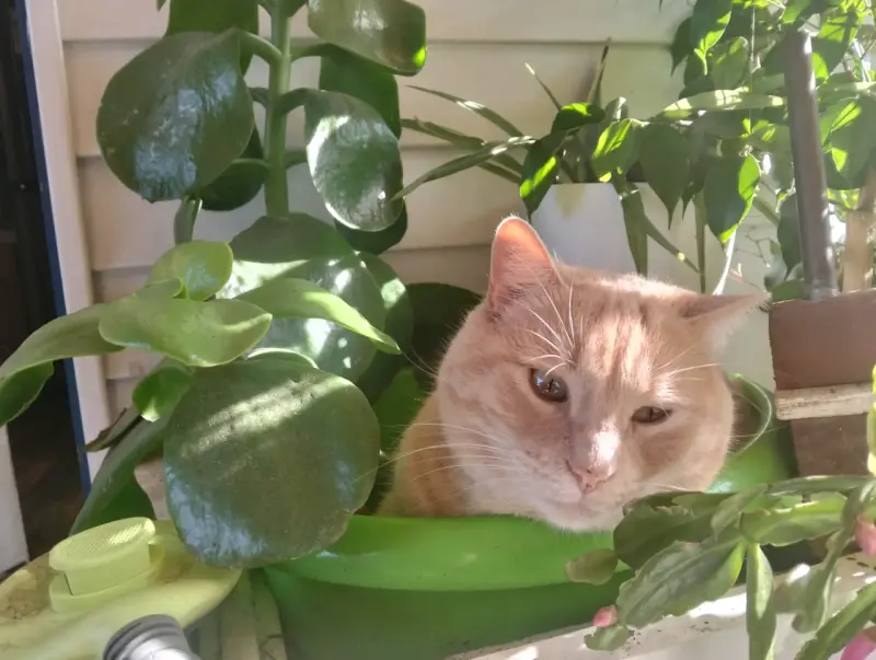 Gato naranja planta