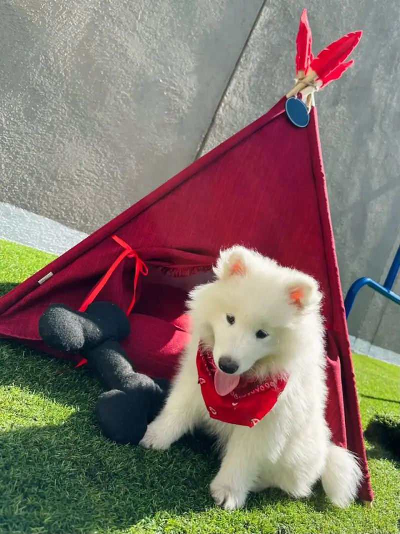 Tienda tipi para mascotas gris con cojines - 2