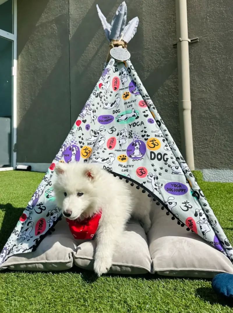 Tienda tipi para mascotas gris con cojines - 3