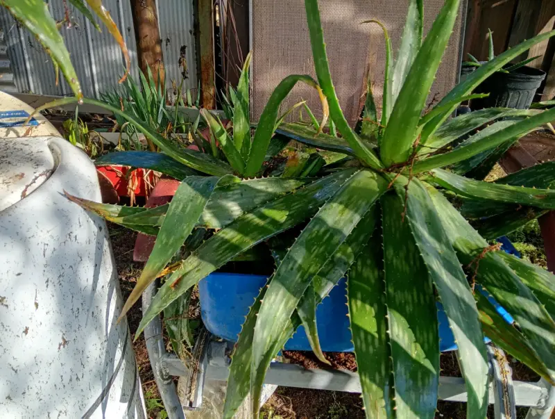 Planta de Aloe Vera - 1