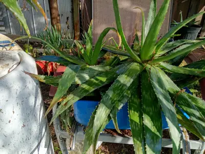 Planta de Aloe Vera - miniatura 1