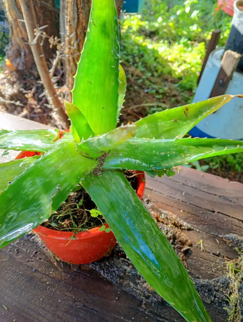Planta de Aloe Vera - 2