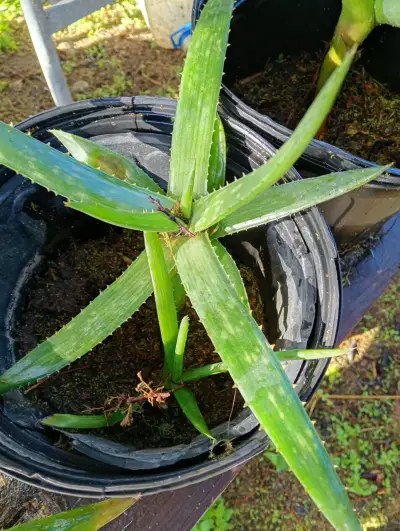 Planta de Aloe Vera - miniatura 3