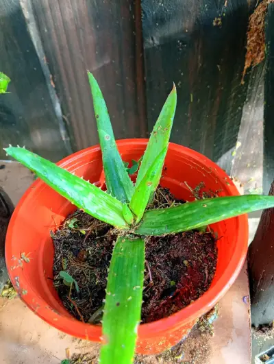 Planta de Aloe Vera - miniatura 4