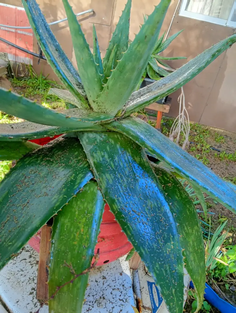Planta de Aloe Vera - 5