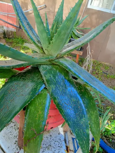 Planta de Aloe Vera - miniatura 5